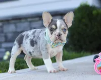 Blake, a male French Bulldog for sale in Millersburg, OH – Photo 6 of 7