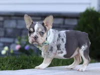 Blake, a male French Bulldog for sale in Millersburg, OH – Photo 4 of 7
