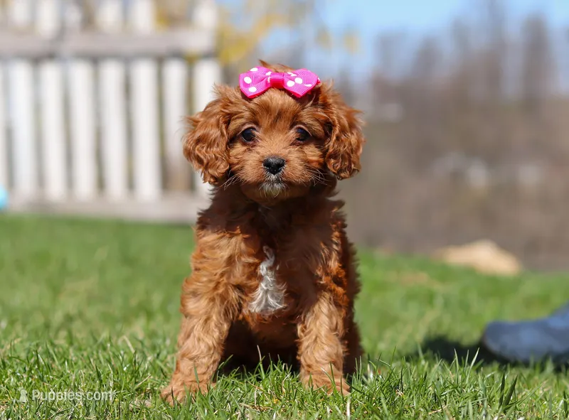 Birdie, a female Cavapoo for sale in Millersburg, OH – Photo 1 of 7