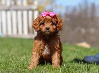 Birdie, a female Cavapoo for sale in Millersburg, OH – Photo 1 of 7
