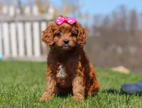 Birdie, a female Cavapoo for sale in Millersburg, OH – Photo 7 of 7
