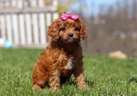 Birdie, a female Cavapoo for sale in Millersburg, OH – Photo 2 of 7