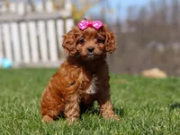 Birdie, a female Cavapoo for sale in Millersburg, OH – Photo 3 of 7