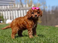 Birdie, a female Cavapoo for sale in Millersburg, OH – Photo 4 of 7
