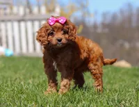 Birdie, a female Cavapoo for sale in Millersburg, OH – Photo 6 of 7