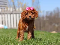 Birdie, a female Cavapoo for sale in Millersburg, OH – Photo 5 of 7