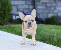 Cara, a female French Bulldog for sale in Millersburg, OH – Photo 3 of 5