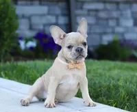 Cara, a female French Bulldog for sale in Millersburg, OH – Photo 5 of 5
