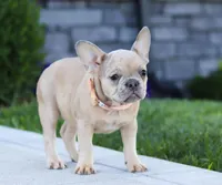 Cara, a female French Bulldog for sale in Millersburg, OH – Photo 4 of 5