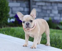 Cara, a female French Bulldog for sale in Millersburg, OH – Photo 2 of 5