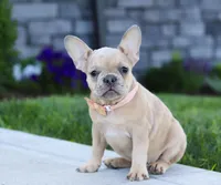Cara, a female French Bulldog for sale in Millersburg, OH – Photo 1 of 5