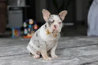 Bella, a female French Bulldog for sale in Millersburg, OH – Photo 2 of 5