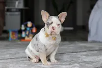 Bella, a female French Bulldog for sale in Millersburg, OH – Photo 1 of 5