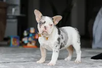 Bella, a female French Bulldog for sale in Millersburg, OH – Photo 3 of 5