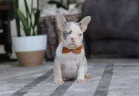 Bella, a female French Bulldog for sale in Millersburg, OH – Photo 1 of 5