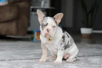 Bella, a female French Bulldog for sale in Millersburg, OH – Photo 5 of 5