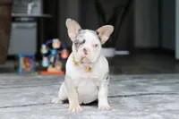 Bella, a female French Bulldog for sale in Millersburg, OH – Photo 4 of 5