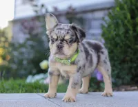 Beckett, a male French Bulldog for sale in Millersburg, OH – Photo 7 of 7