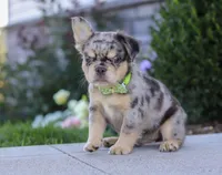 Beckett, a male French Bulldog for sale in Millersburg, OH – Photo 2 of 7