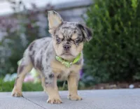 Beckett, a male French Bulldog for sale in Millersburg, OH – Photo 6 of 7