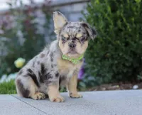 Beckett, a male French Bulldog for sale in Millersburg, OH – Photo 5 of 7