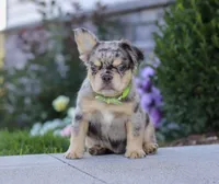 Beckett, a male French Bulldog for sale in Millersburg, OH – Photo 1 of 7