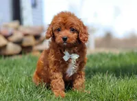 Charlie, a male Cavapoo for sale in Millersburg, OH – Photo 5 of 7