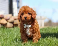 Charlie, a male Cavapoo for sale in Millersburg, OH – Photo 4 of 7