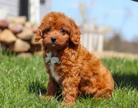 Charlie, a male Cavapoo for sale in Millersburg, OH – Photo 7 of 7