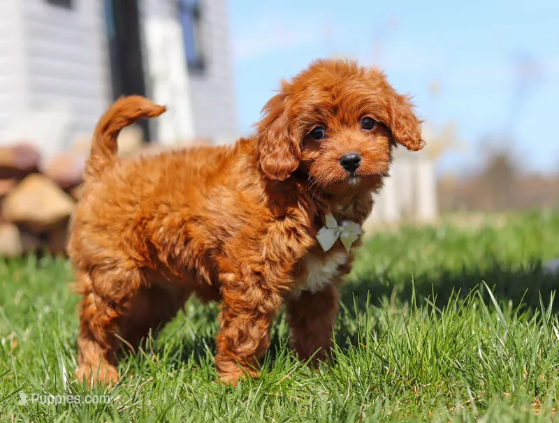 Charlie, a male Cavapoo for sale in Millersburg, OH – Photo 1 of 7
