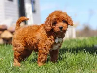 Charlie, a male Cavapoo for sale in Millersburg, OH – Photo 1 of 7