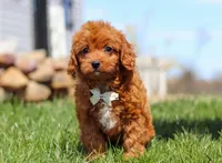 Charlie, a male Cavapoo for sale in Millersburg, OH – Photo 3 of 7