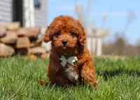 Charlie, a male Cavapoo for sale in Millersburg, OH – Photo 2 of 7