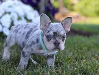 Leo, a male French Bulldog for sale in Millersburg, OH – Photo 6 of 7