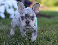 Leo, a male French Bulldog for sale in Millersburg, OH – Photo 7 of 7