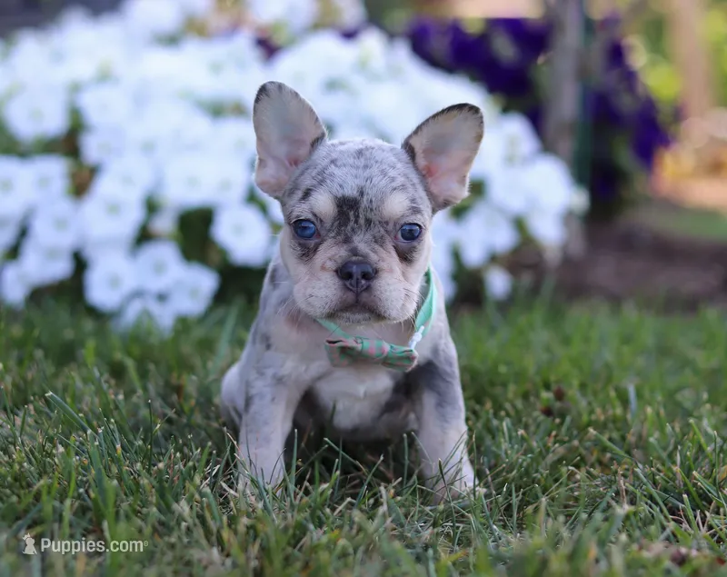 Leo, a male French Bulldog for sale in Millersburg, OH – Photo 1 of 7
