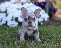 Leo, a male French Bulldog for sale in Millersburg, OH – Photo 1 of 7