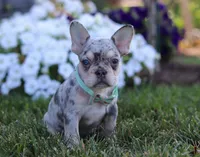 Leo, a male French Bulldog for sale in Millersburg, OH – Photo 3 of 7