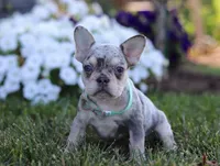 Leo, a male French Bulldog for sale in Millersburg, OH – Photo 4 of 7