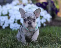 Leo, a male French Bulldog for sale in Millersburg, OH – Photo 2 of 7