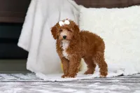 Lola, a female Poodle - Miniature  for sale in Millersburg, OH – Photo 2 of 4