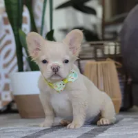 Chip, a male French Bulldog for sale in Millersburg, OH – Photo 4 of 4