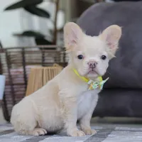 Chip, a male French Bulldog for sale in Millersburg, OH – Photo 1 of 4