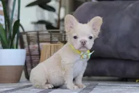 Chip, a male French Bulldog for sale in Millersburg, OH – Photo 1 of 4