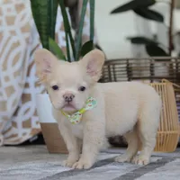 Chip, a male French Bulldog for sale in Millersburg, OH – Photo 3 of 4