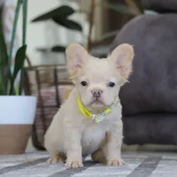 Chip, a male French Bulldog for sale in Millersburg, OH – Photo 2 of 4