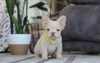 Chip, a male French Bulldog for sale in Millersburg, OH – Photo 2 of 4