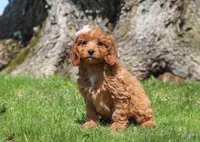 Hailey, a female Cavapoo for sale in Millersburg, OH – Photo 4 of 5