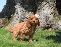 Hailey, a female Cavapoo for sale in Millersburg, OH – Photo 5 of 5