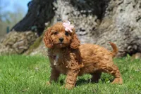 Hailey, a female Cavapoo for sale in Millersburg, OH – Photo 3 of 5